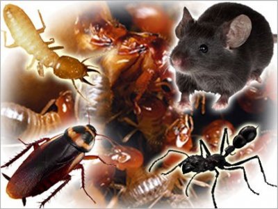 Pest Control Suggestions Everybody Should Know 2